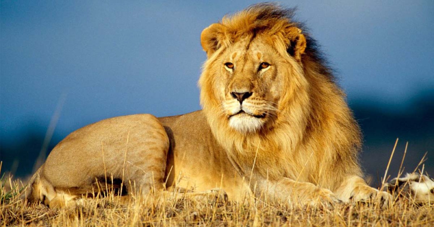 A lion resting in golden grass