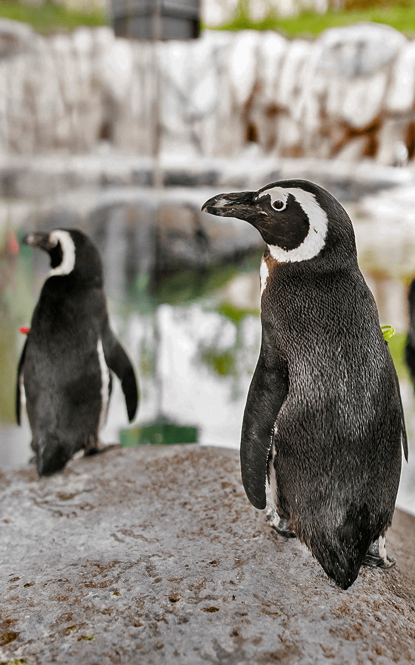 Two penguins standing on rocks