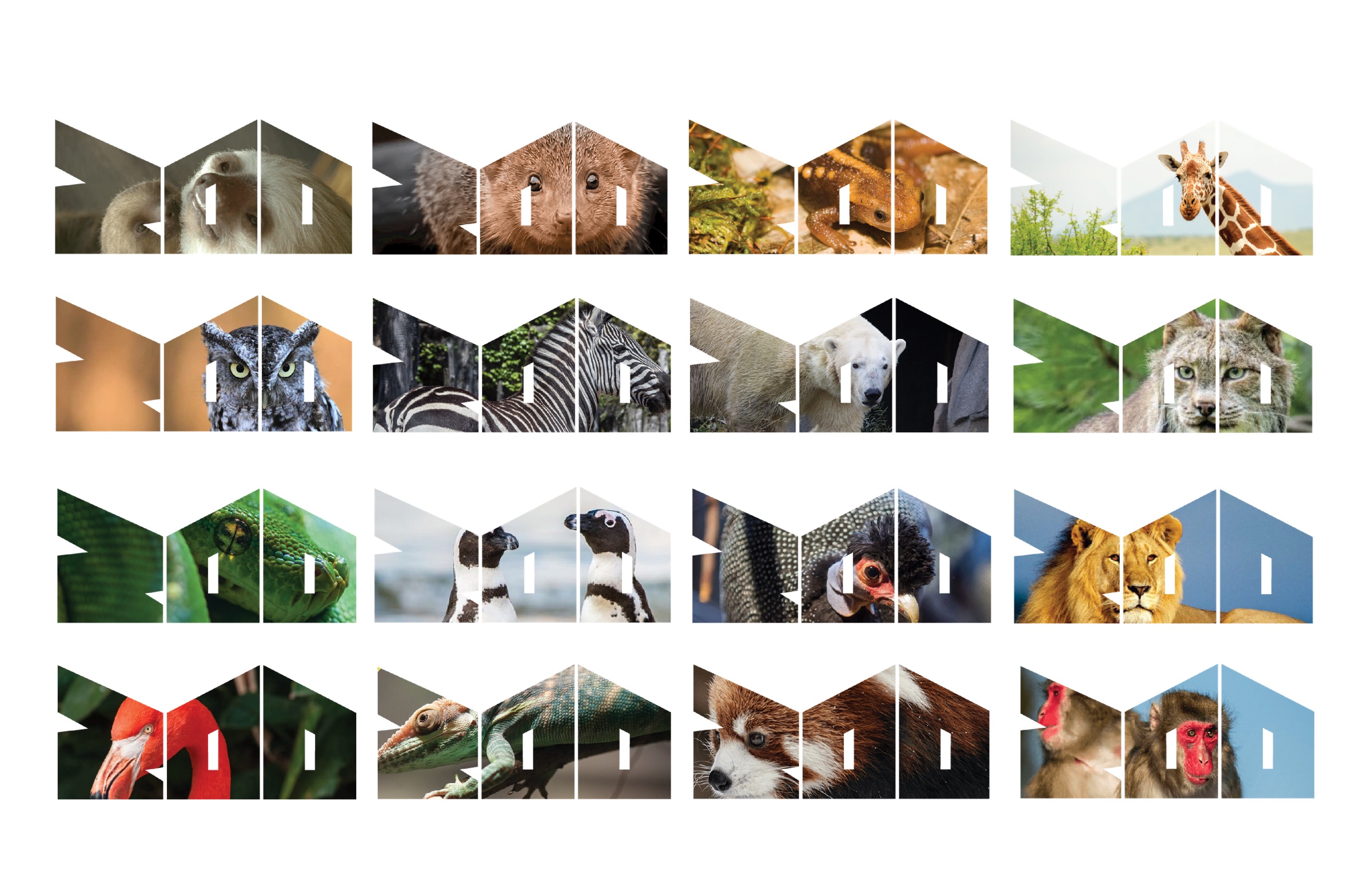 Grid of animal photographs cropped inside the ZOO logo shape: owl, zebra, polar bear, lynx, snake, penguins, vulture, lion, flamingo, lizard, red panda and macaque