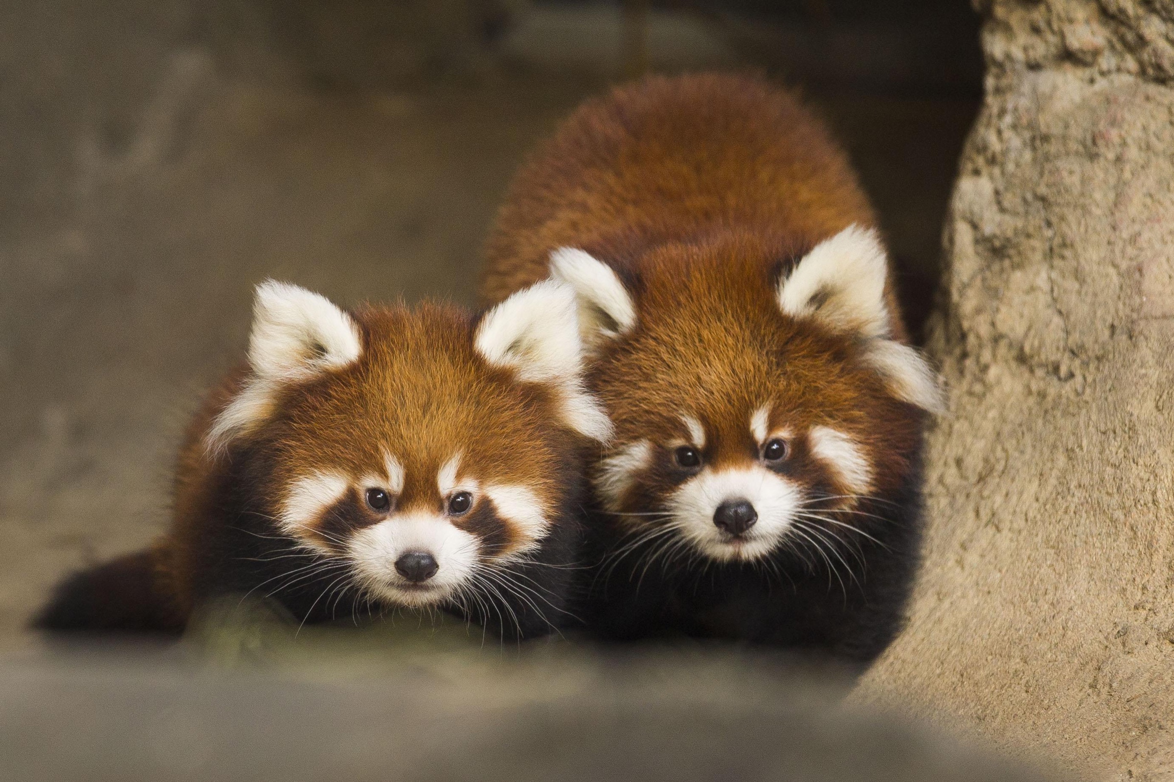 Two red pandas looking at the camera