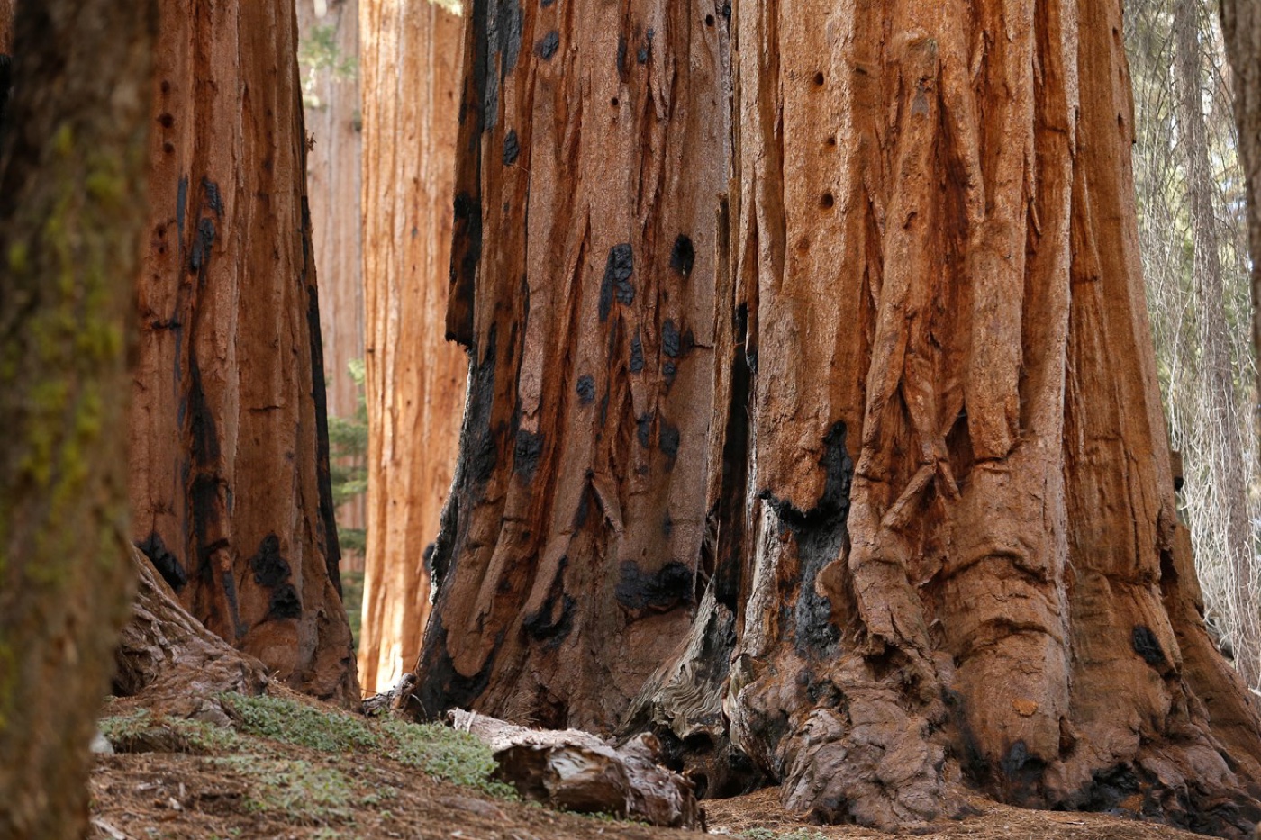 Redwood tree trunks