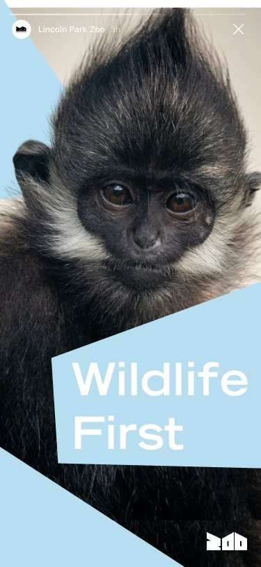 Story: Wildlife First, with a young monkey on light blue